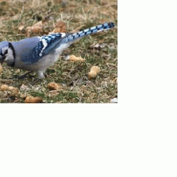 Sloth (USA-2) : I'm a Swoop Down & Snatch My Ass Up Some Peanuts​!​